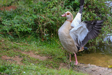 An Egyptian goose with beige and brown plumage and a pinkish beak stands on the bank of a lake, displaying its open wings, with dense vegetation in the background.