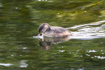 An Australasian Grebe about to dive for food