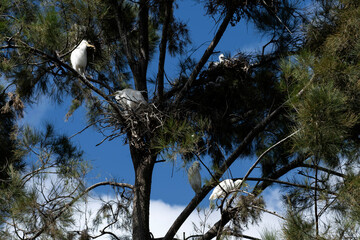 A Rookery of Great Egrets (Ardea alba) nesting in a tree