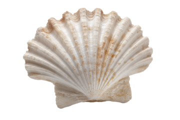 A white shell with a brown center