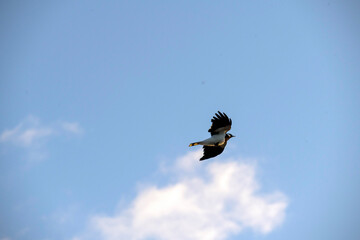 Australian Magpie - lark (Grallina cyanoleuca) in flight