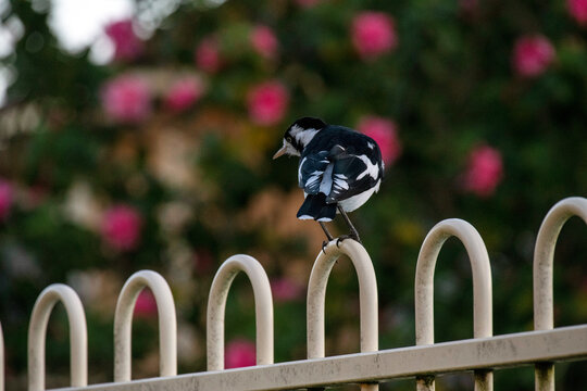 Australian Magpie - lark (Grallina cyanoleuca) perching on a fence