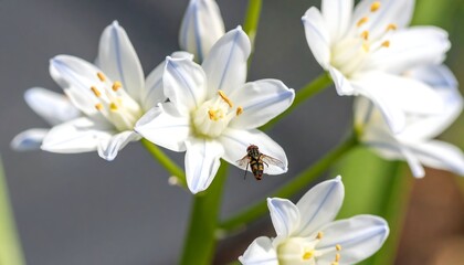Close-up of white flowers with a fly