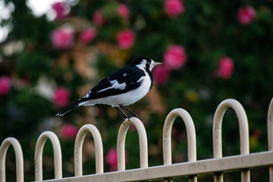 Australian Magpie - lark (Grallina cyanoleuca) perching on a fence