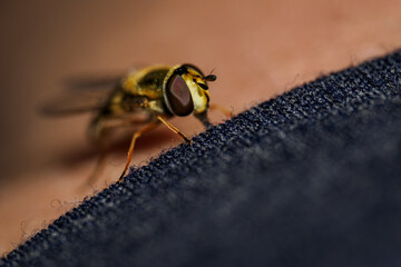 Hoverfly on human skin near the edge of clothing. 
