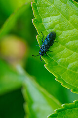Black Arge sawfly on a green leaf from a top-down view. 
