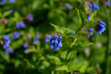 Closeup of blooming blue flowers in summer garden. Common comfrey or Symphytum officinale in bloom. Natural floral background.