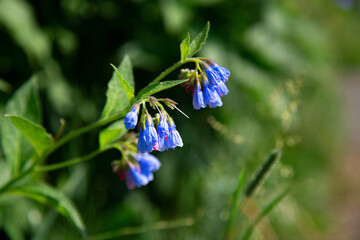 Closeup of blooming blue flowers in summer garden. Common comfrey or Symphytum officinale in bloom....