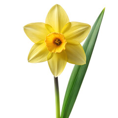 Fototapeta premium A single yellow daffodil flower with a green leaf, isolated on a transparent background, showcasing its delicate petals and vibrant color, perfect for spring themes