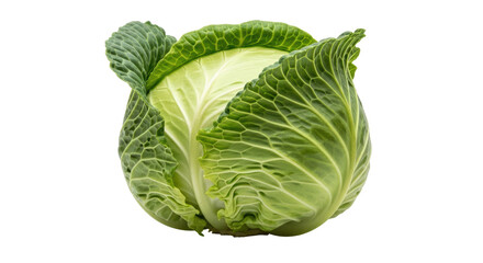 Isolated Fresh Green Cabbage
