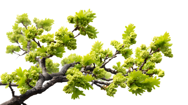 Oak tree in spring bloom alp isolated on white background