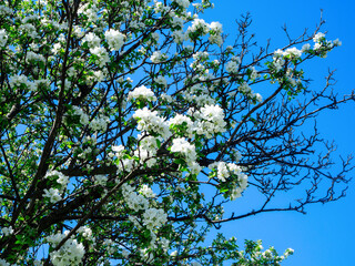 Fluffy branches of a blooming apple tree against a blue sky. Beautiful white flowers in full bloom. Spring garden on a spring day.  Natural floral background.