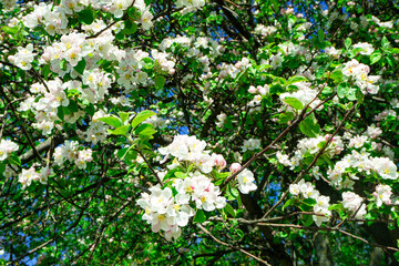 Blooming apple tree in the spring garden. White and pink blossom in bloom. Fluffy branches with beautiful flowers. Natural floral background.