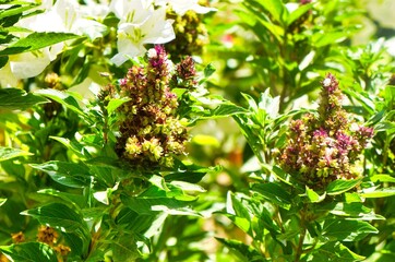 A serene image of fresh green leaves bathed in natural light, evoking calmness and the simplicity of nature.