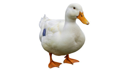 Isolated White Duck