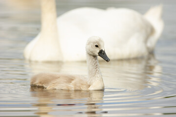 Bébé cygne avec sa mère nageant dans un étang