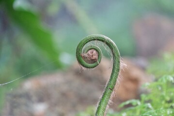 A Young tropical Paco fern growing in rainforest garden with sun light and green nature background