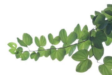 Tropical tree leaves with branches on white isolated background for green foliage backdrop 