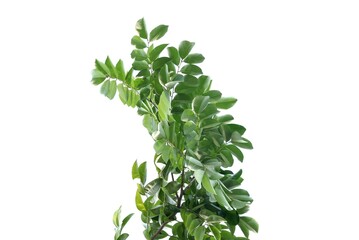 Tropical tree leaves with branches on white isolated background for green foliage backdrop 