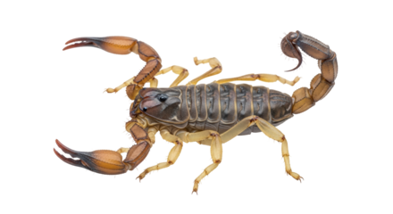 Isolated Scorpion