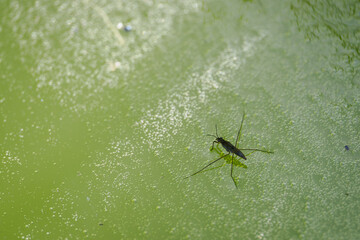 Common water strider beetle on murky water with bubbles. 
