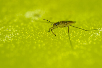 Common water strider beetle on murky water with bubbles. 
