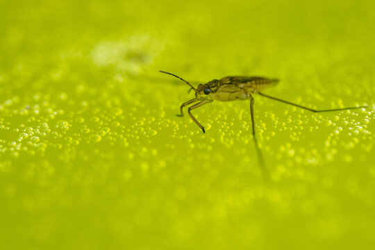 Common water strider beetle on murky water with bubbles. 
