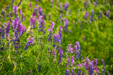 Beautiful blooming purple vicia flowers in the rustic garden	

