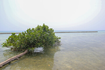Lone mangrove tree thriving in clear water along a tranquil coastline offering serenity and a...