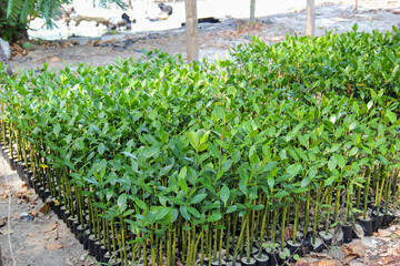 Abundant young seedlings thrive in small pots ready for transplanting fostering growth and greenery...