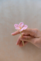 Close-up of a girls hand holding a delicate pink glass flower, crafted by hand. Soft focus and warm tones emphasize the artisanal quality and fragility of the object. One person