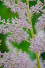 Detail of pink flowers of the Astilbe plant. 