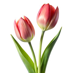Naklejka premium Two pink tulips with green leaves isolated on transparent background