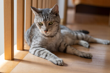 床に寝そべる猫　サバトラ猫