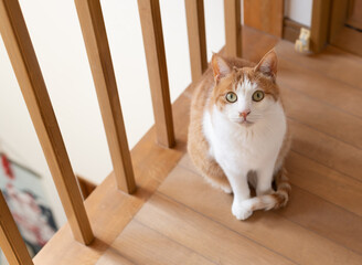 座って見上げる可愛い猫　茶トラ白