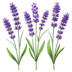 Naklejka premium Three sprigs of purple lavender flowers with green leaves, isolated on a transparent background, representing nature and aromatherapy