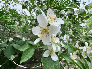 Close-up of white Philadelphus lewisii flowers in bloom, with green leaves and pine needles. Lewis'...