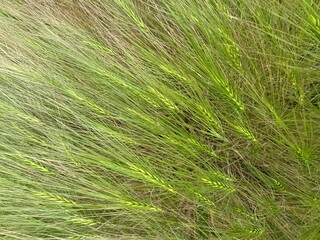 Medusahead (Taeniatherum caput-medusae) green flowering plant growing in the forest. Green seeds...