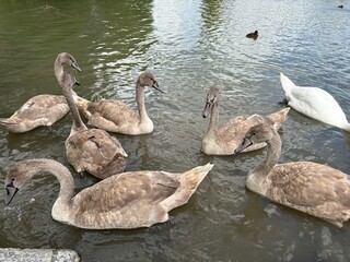 Gruppe von Schwäne im Wasser