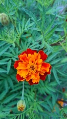 beautiful flowering garden flowers, annual herbaceous plants with red and orange flowers