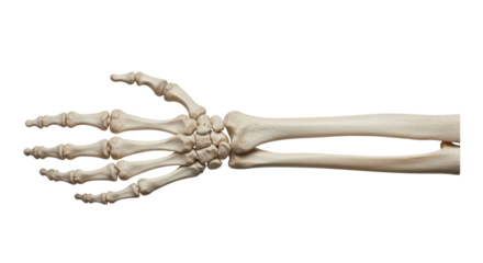 Isolated Human Hand Skeleton