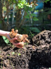 Fresh Flower Bulbs Held in Hand Ready for Planting
