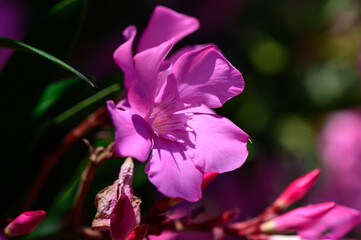 Poisonous Pink Oleander Blossoms in Cyprus Garden
