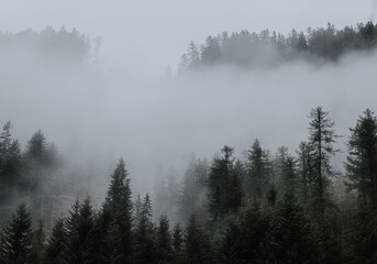 fog in the mountains