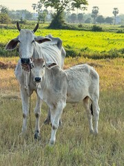 Cambodian Cows