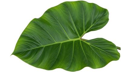 Obraz premium Isolated Philodendron Leaf