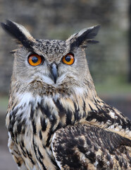  Beautiful Eagle Owl starring at the camera with its bright eyes, close up