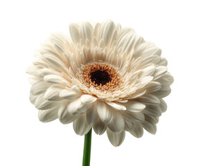 Close-up of a single, pale cream gerbera daisy, centered against a black background. Its delicate petals radiate outward from a dark brown central disc