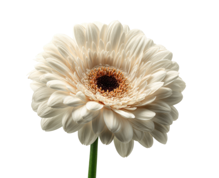Close-up of a single, pale cream gerbera daisy, centered against a black background.  Its delicate petals radiate outward from a dark brown central disc