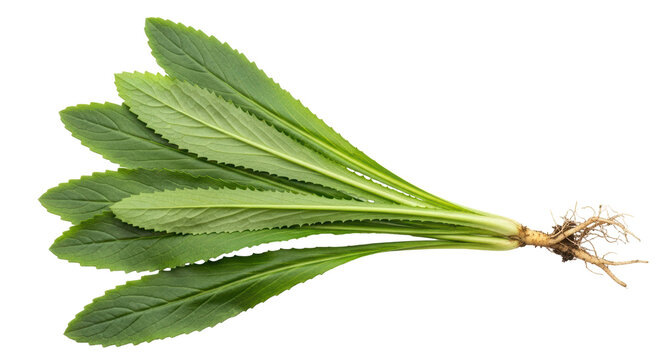 Isolated Culantro Herb